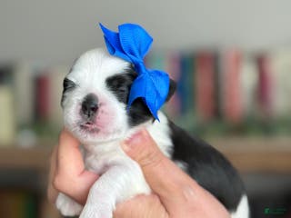 Shihpoo dogs Juniper - Ad 13