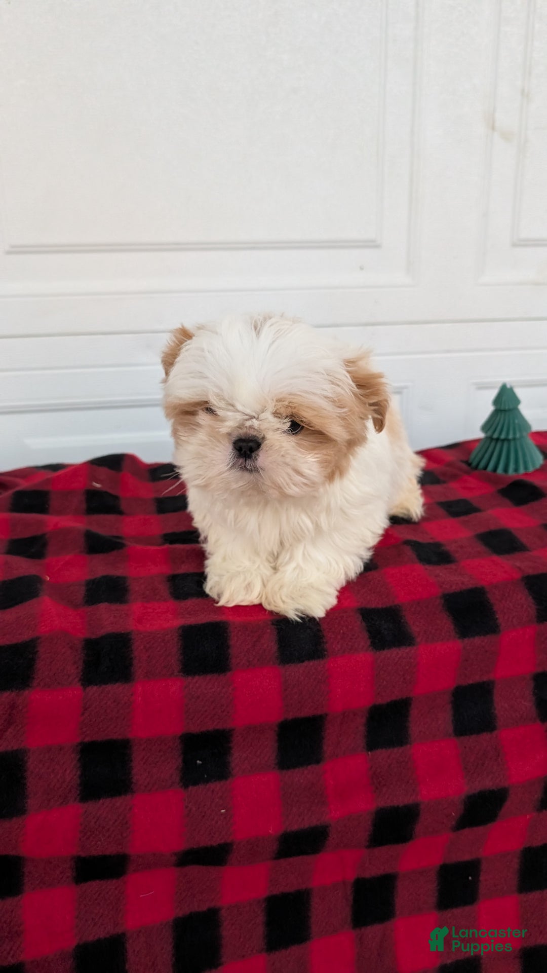 Shih Tzu dogs for sale: Milo - Ad 2