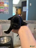 Cane Corso dogs Girl 3 - Ad 11