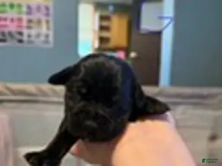 Cane Corso dogs Girl 3 - Ad 11