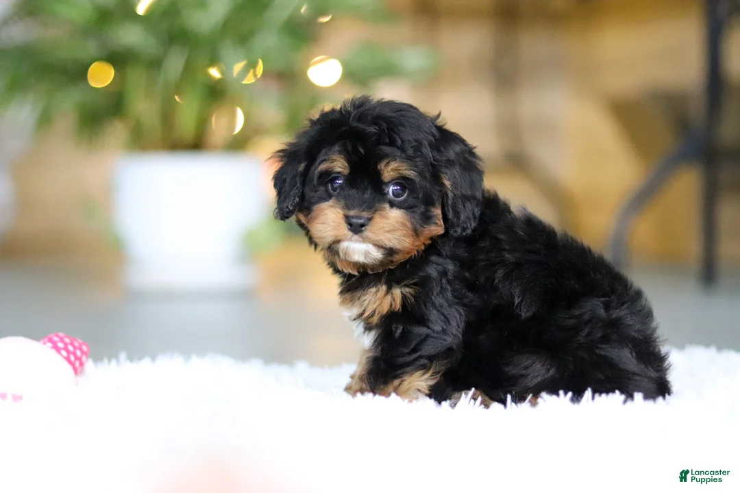 Cavapoo dogs for sale: Callie - Ad 5