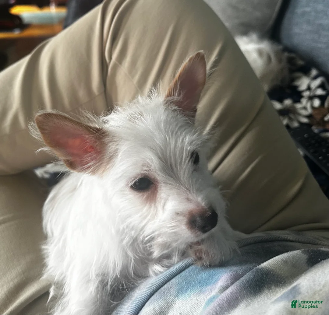 Yorkshire Terrier dogs for sale: AKC Glacierpaw - Ad 2