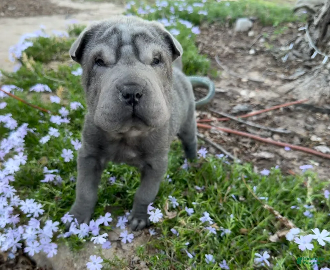 Shar Pei dogs for sale: Minnie - Ad 1