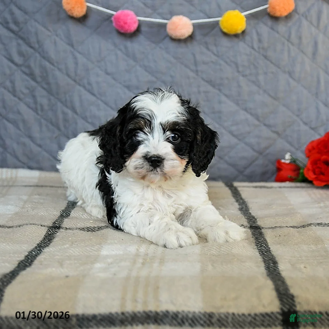 Cavapoo dogs for sale: Custard - Ad 5