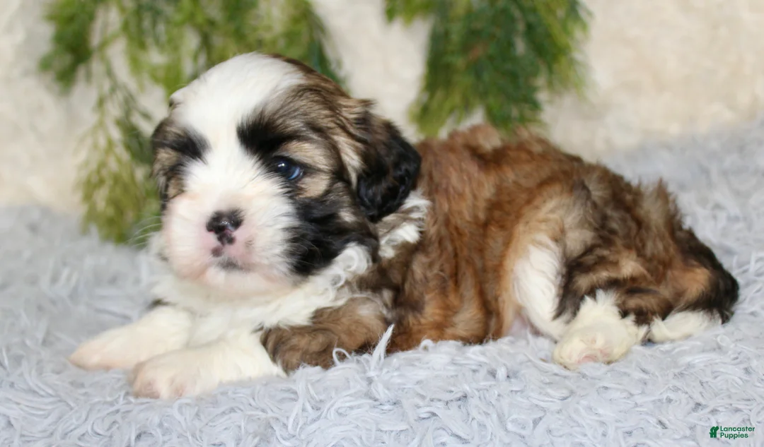 Shih Tzu dogs for sale: Puppy 2 - Ad 5