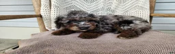 Mini Bernedoodle dogs for sale: Leasha - Ad 5