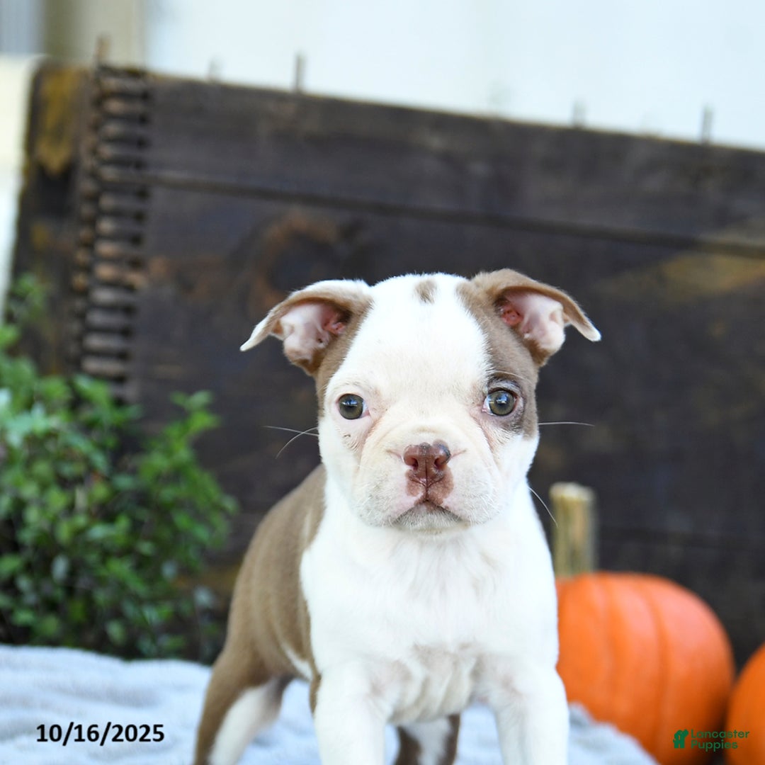 Boston Terrier dogs for sale: Koala - Ad 9