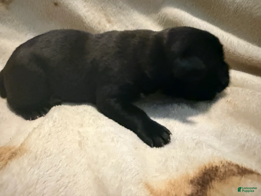 Cane Corso dogs for sale: Crowley AKC - Ad 2