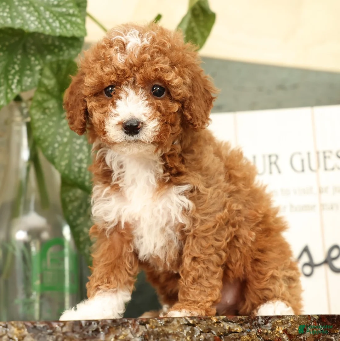 Miniature Poodle dogs for sale: Ariel - Ad 2