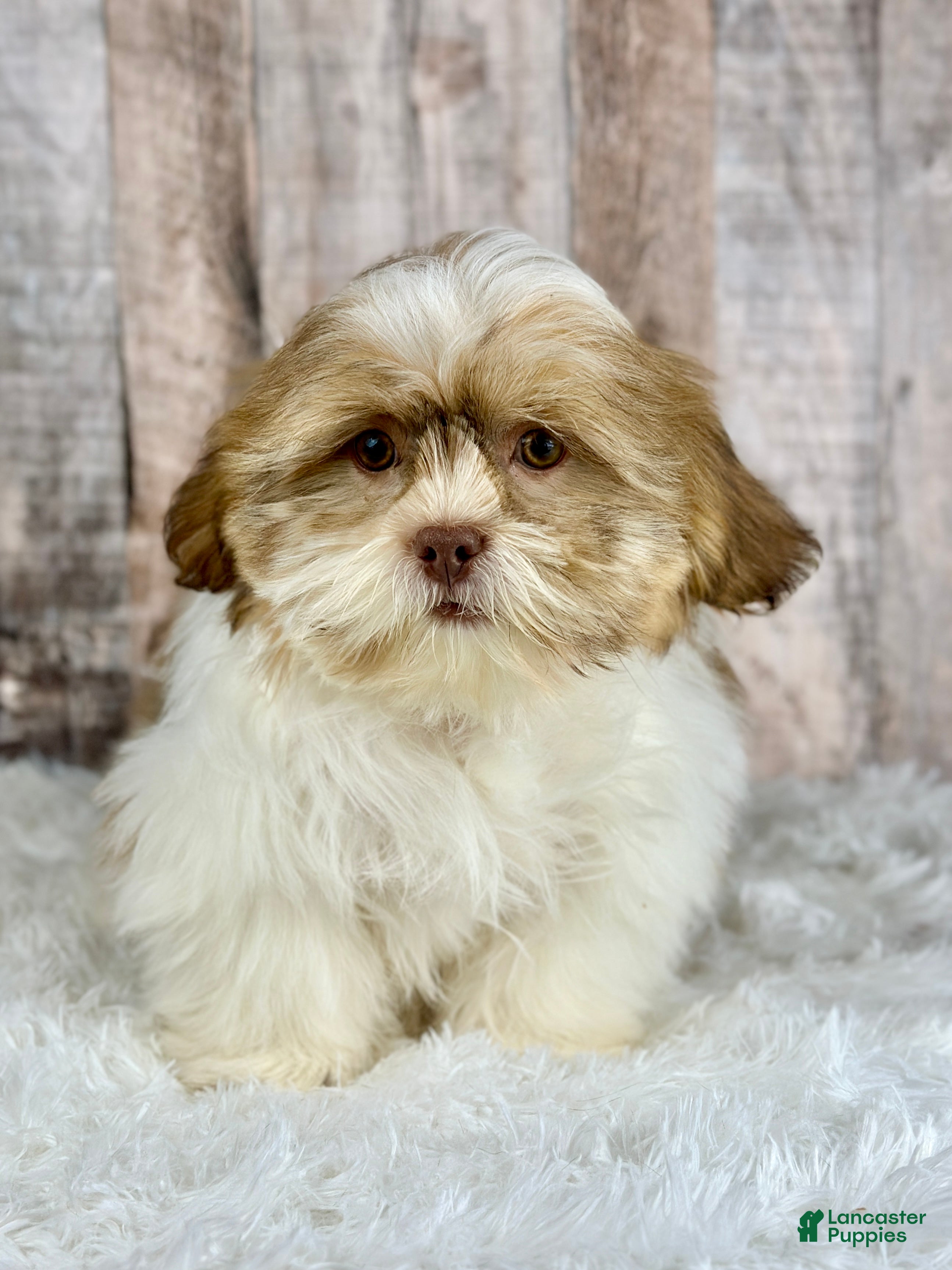 Shih Tzu dogs Boy Harley - 9225 - Ad 18