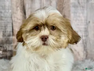Shih Tzu dogs Boy Harley - 9225 - Ad 21