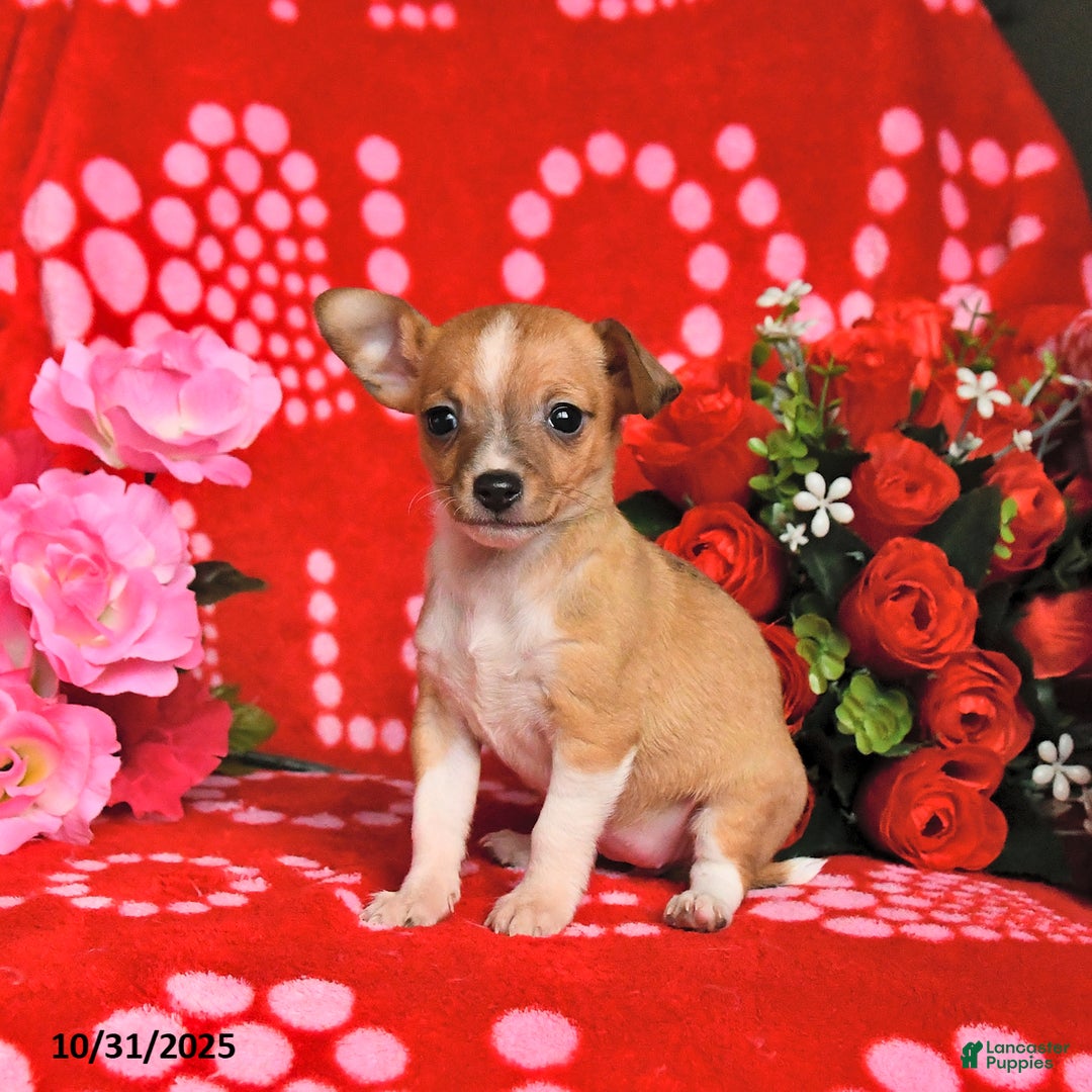 Mixed Breed dogs for sale: Pearl - Ad 6