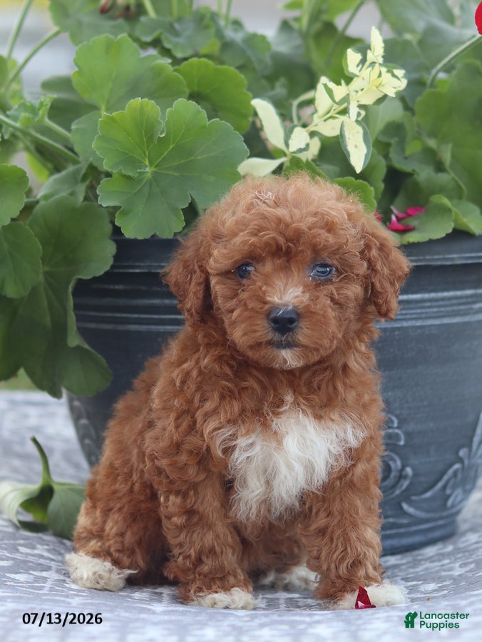 Miniature Poodle dogs Neva - Ad 1