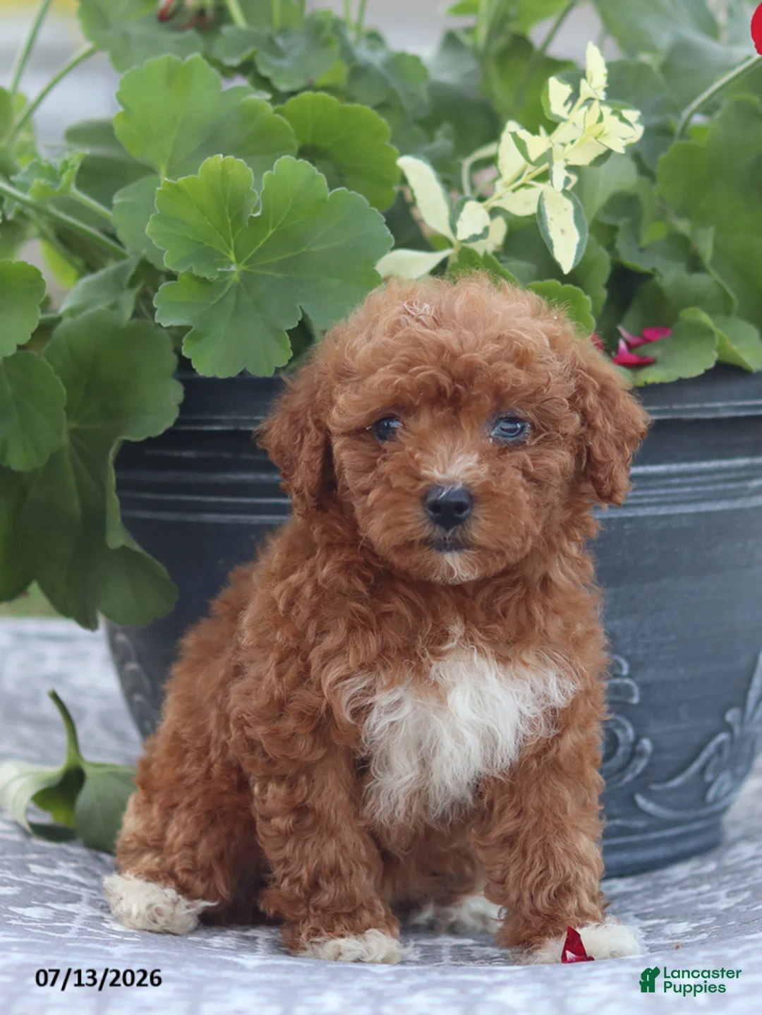 Miniature Poodle dogs for sale: Neva - Ad 1