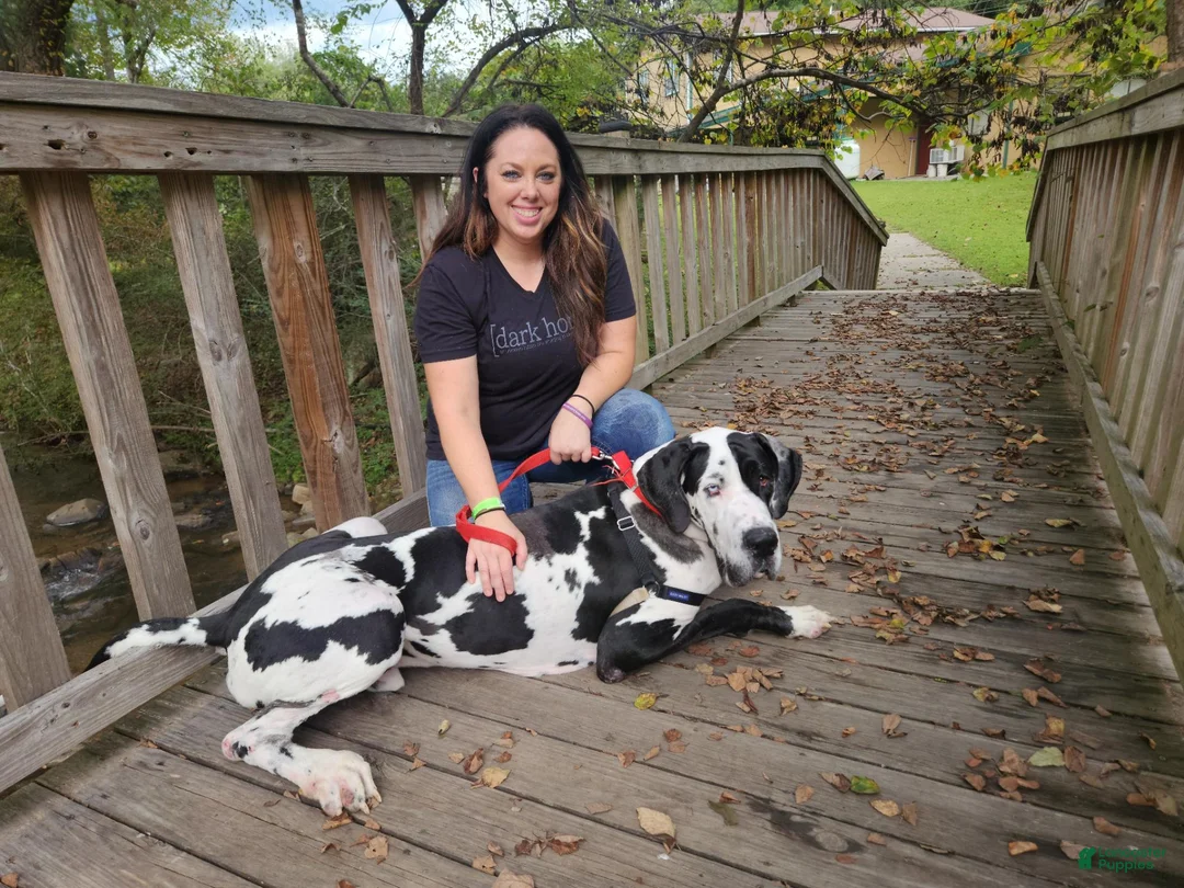 Great Dane dogs for sale: Moo Moo - Ad 1