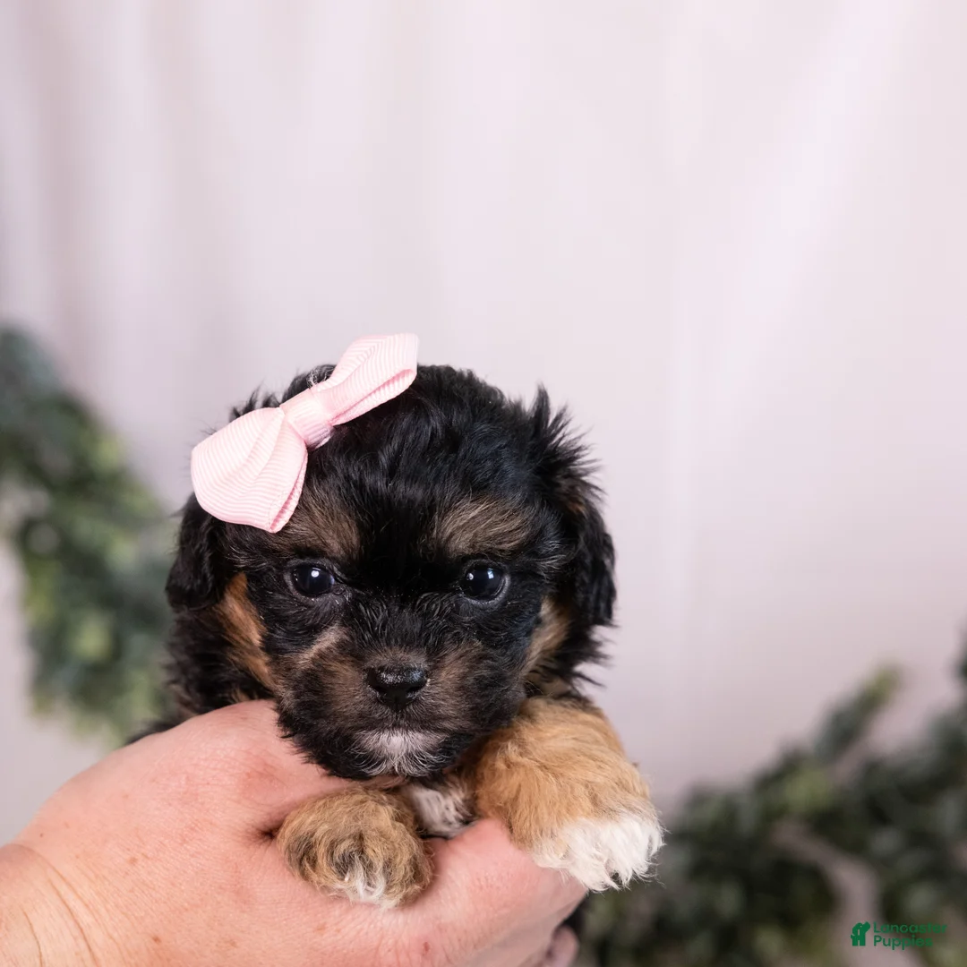 Teddy Bear dogs for sale: Ellen - Ad 2