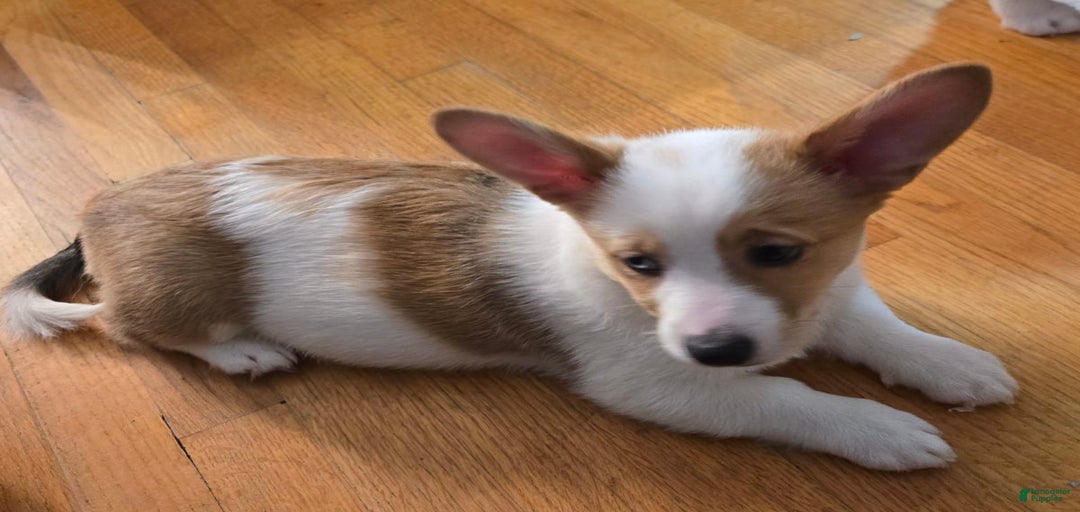 Gallery Image {{count}}