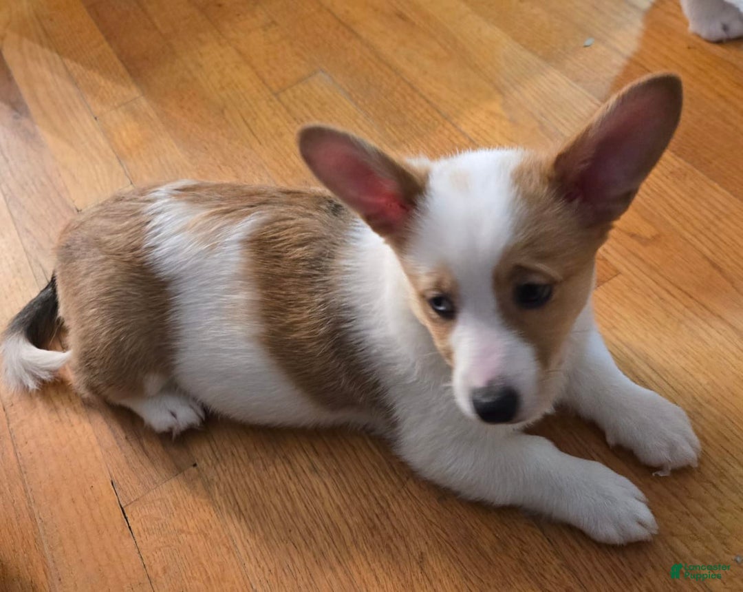 Gallery Image {{count}}