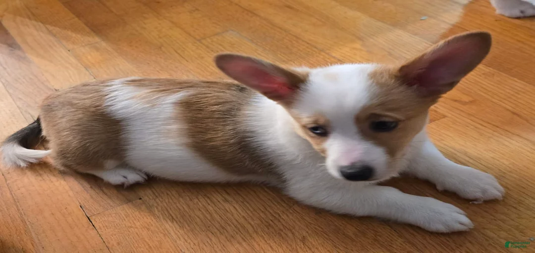 Gallery Image {{count}}