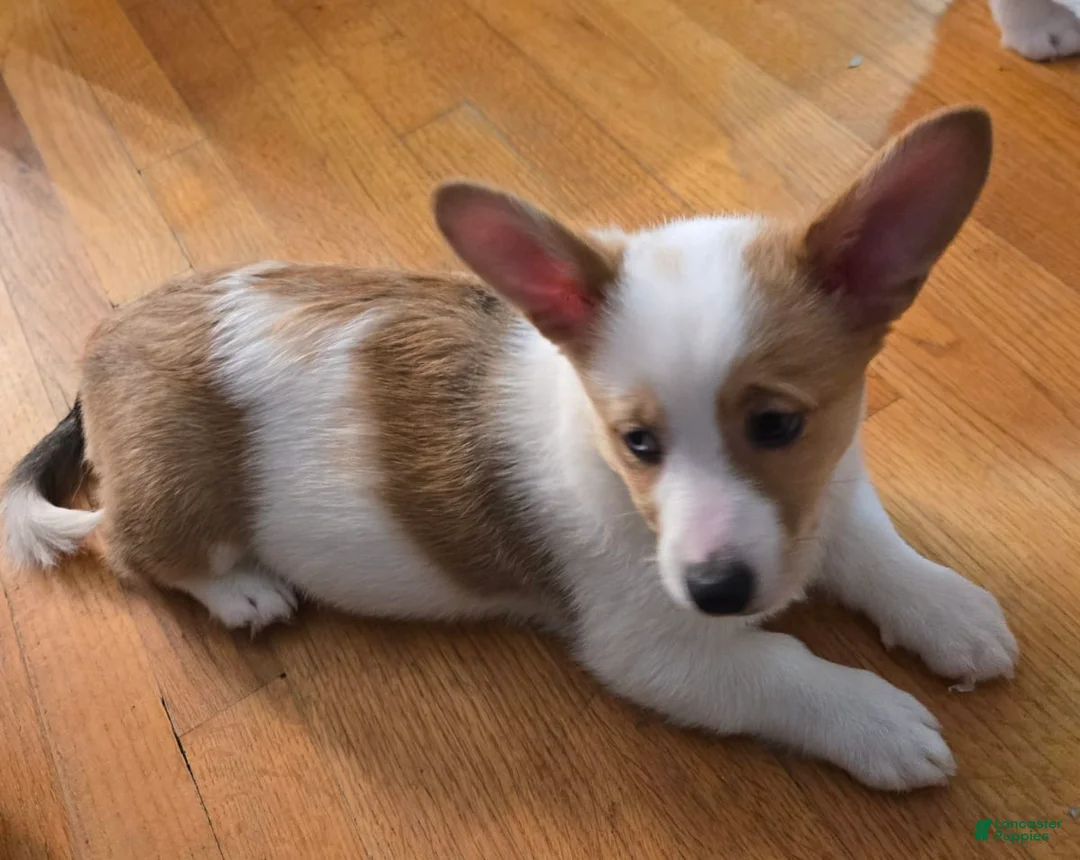 Gallery Image {{count}}