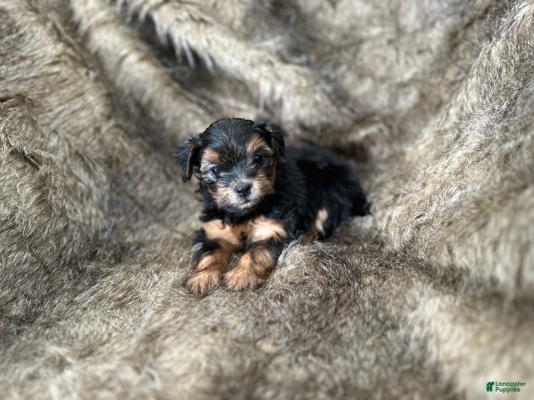 Shorkie dogs for sale: Kenady - Ad 5