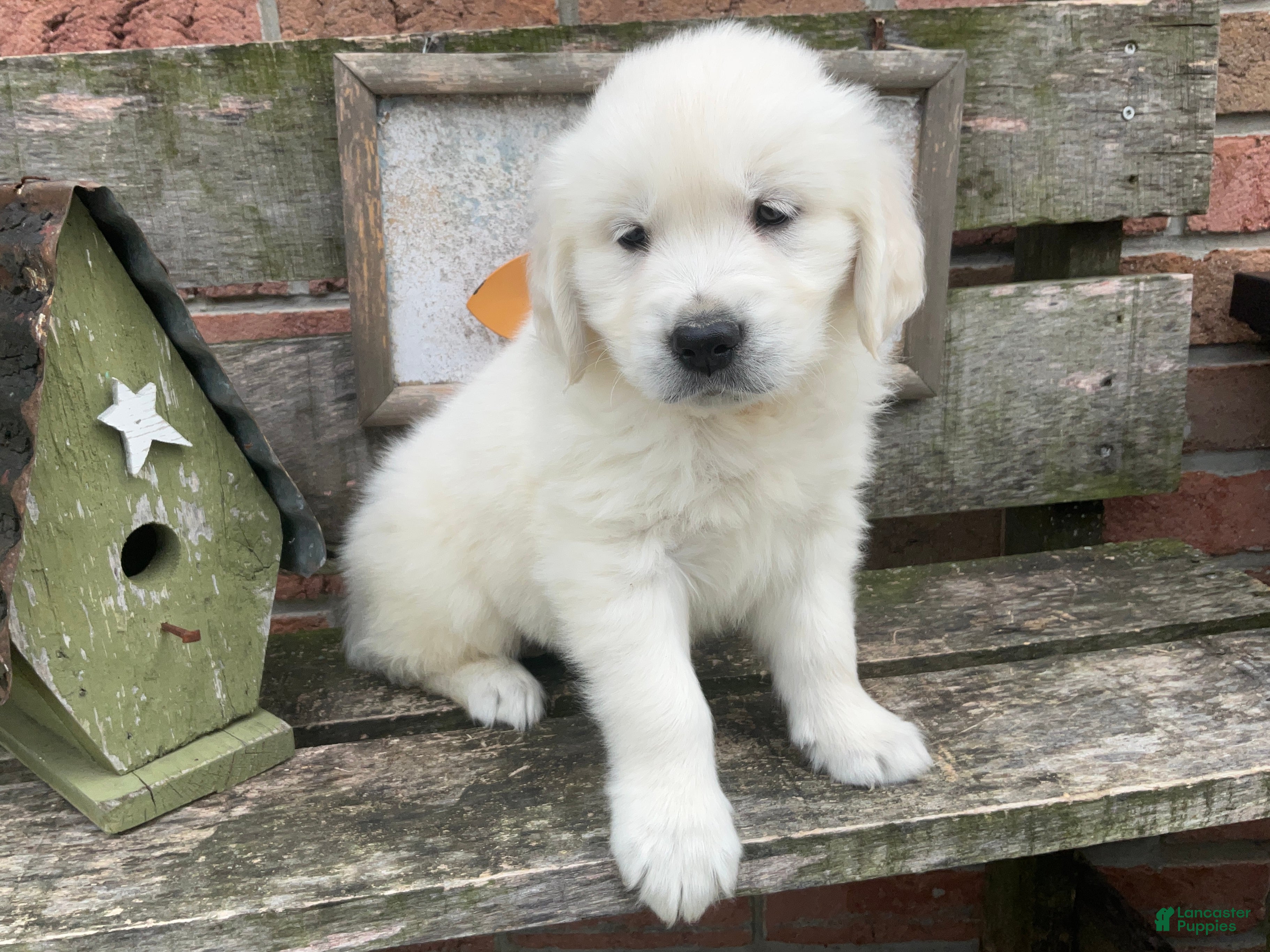 Golden Retriever dogs Jesse - Ad 2