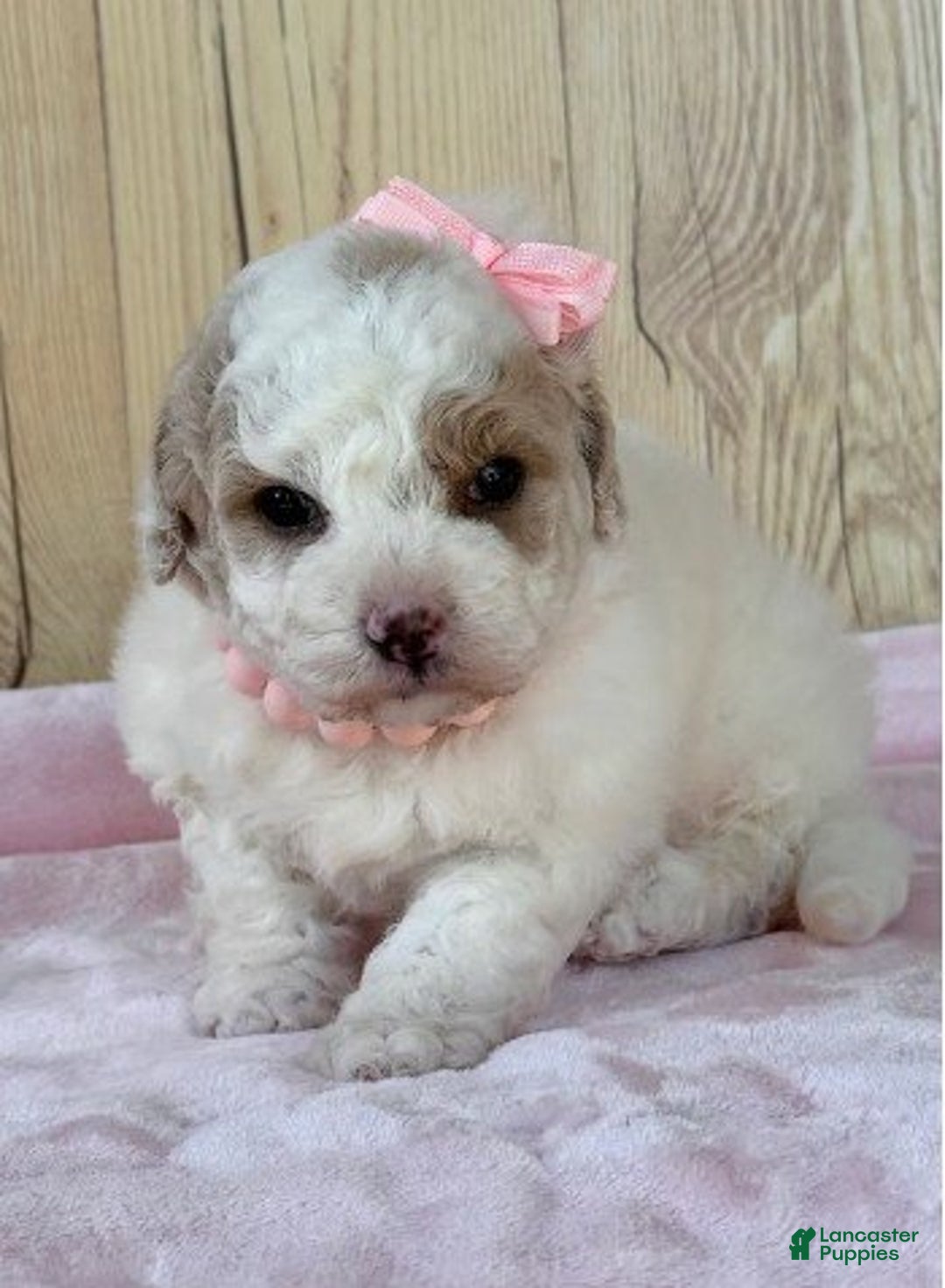 Cavapoo dogs for sale: Meet Sisi! Cavapoo Puppy  - Ad 2