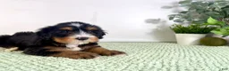 Bernedoodle dogs for sale: Chucky - Ad 3