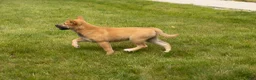 Shiba Inu dogs for sale: Jake - Ad 4