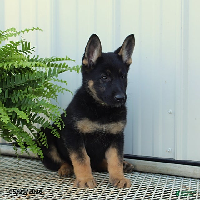 German Shepherd dogs Tessa - Ad 2