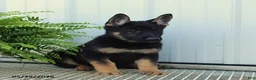 German Shepherd dogs for sale: Tessa - Ad 2
