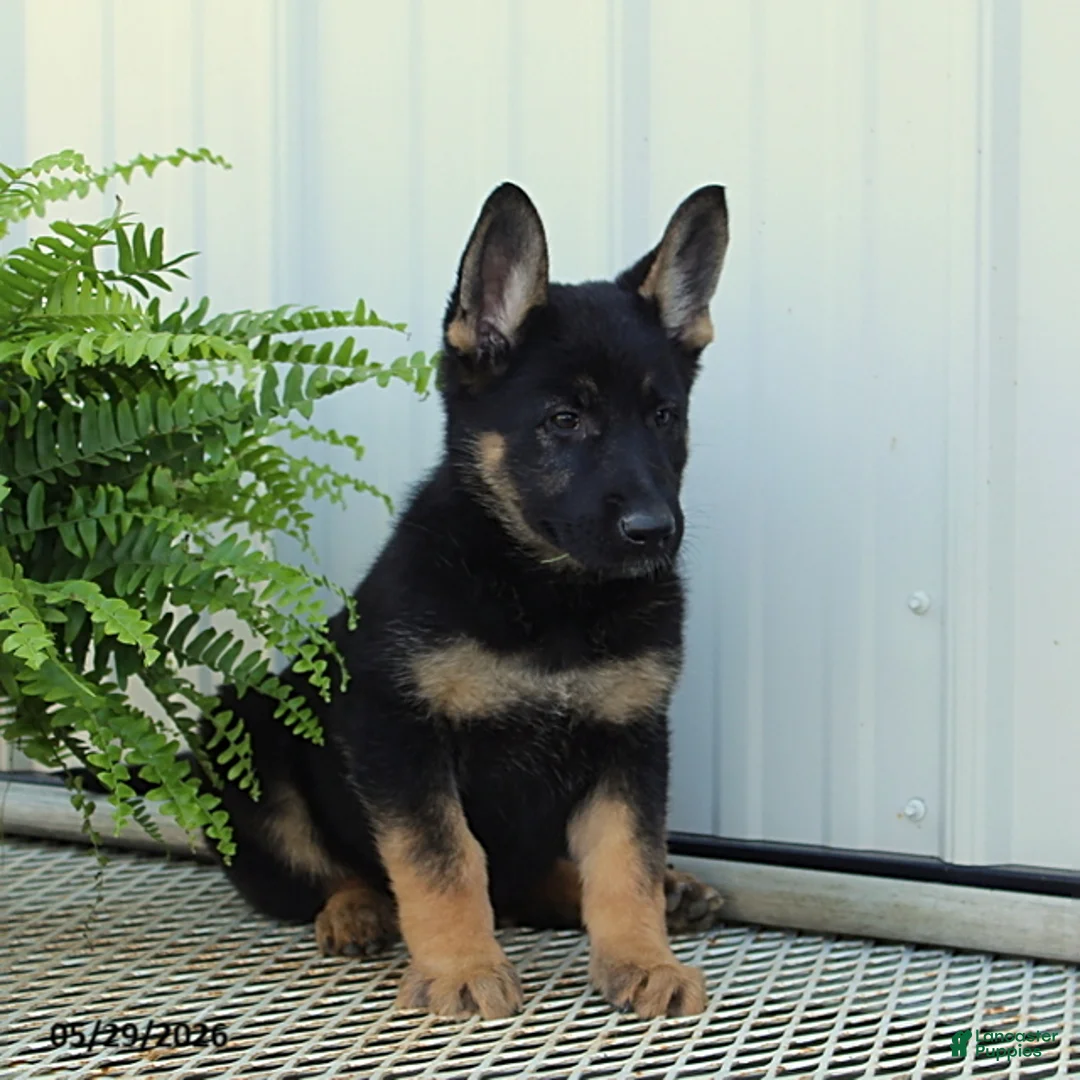 German Shepherd dogs for sale: Tessa - Ad 2