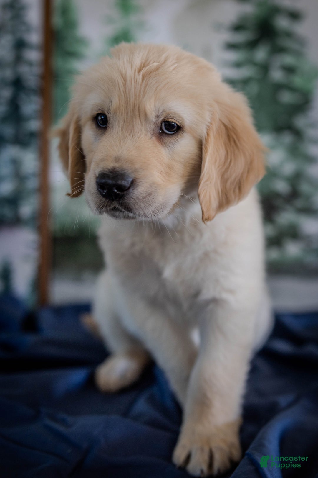 Golden Retriever dogs for sale: Blue - Ad 4