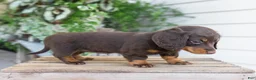 Miniature Dachshund dogs for sale: Maisie - Ad 4