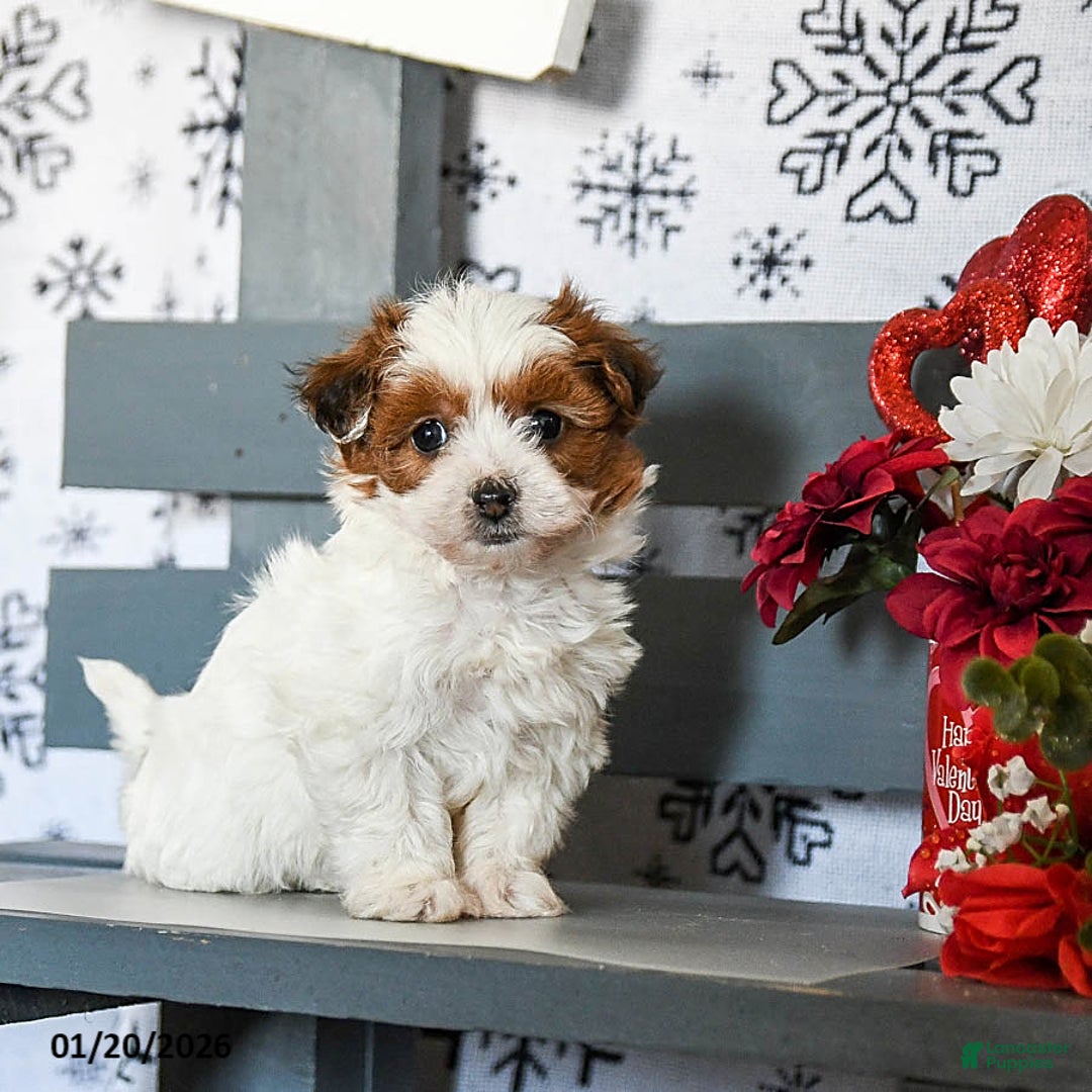 Havapoo dogs for sale: Reggie - Ad 3