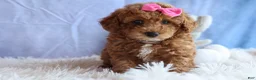 Miniature Poodle dogs for sale: ANGIE - Ad 8