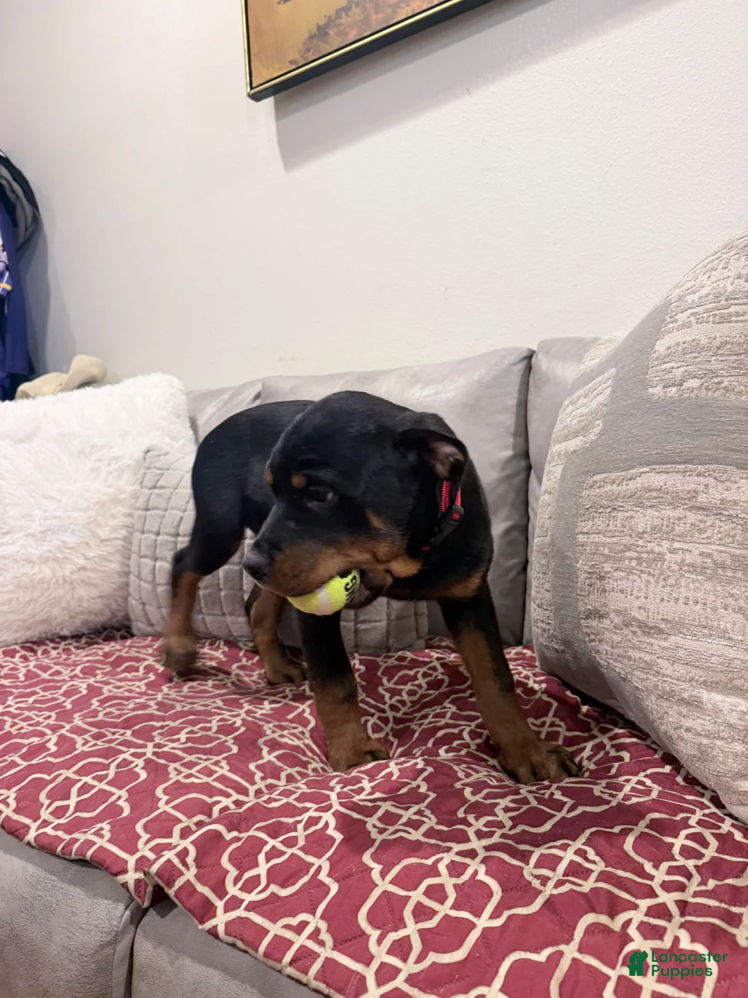 Rottweiler dogs for sale: Red collar boy - Ad 2
