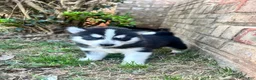 Siberian Husky dogs for sale: Tuk - Ad 6