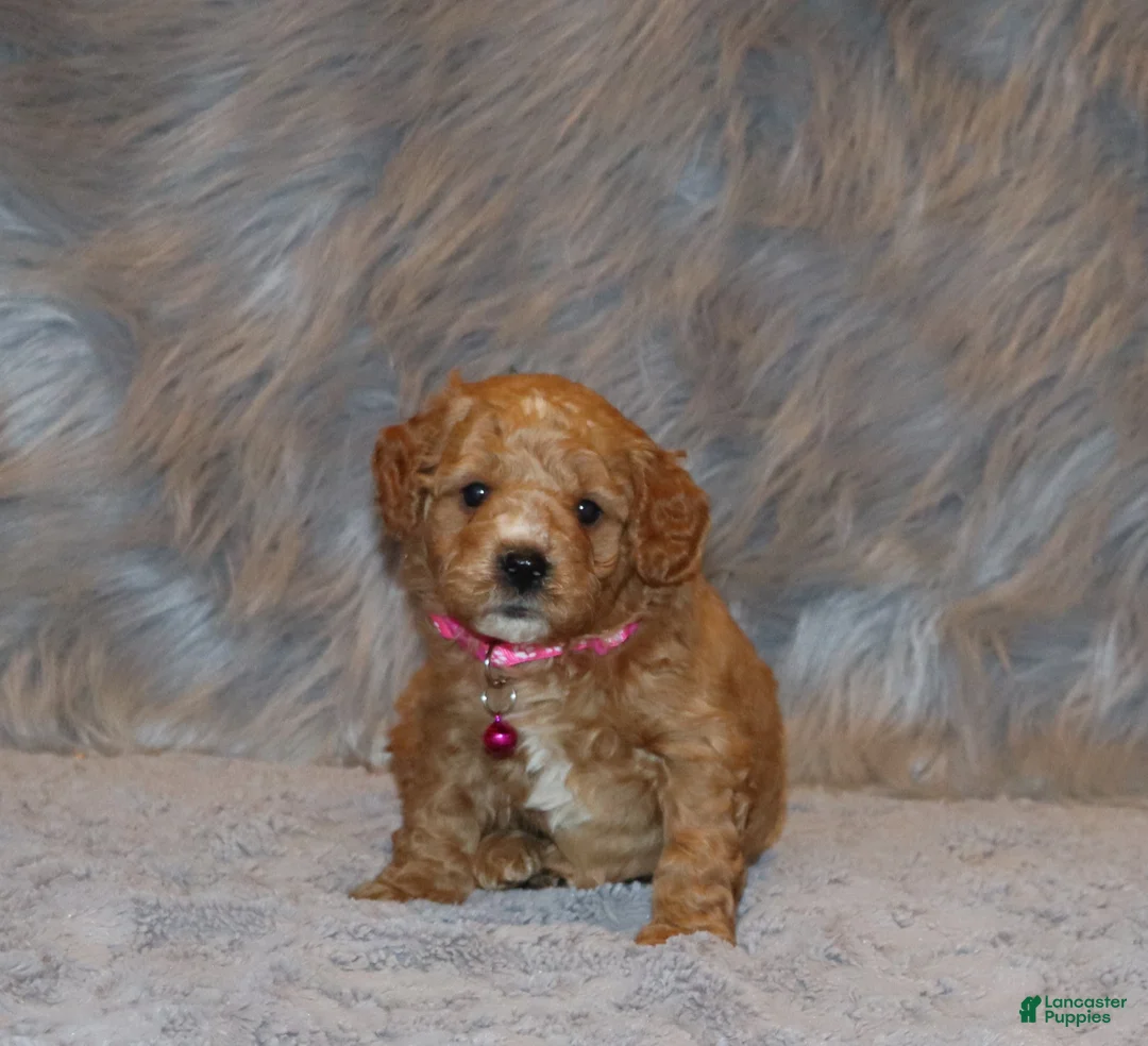 Mini Goldendoodle dogs for sale: Wanda🌷 Genetic Clear Parents - Ad 3