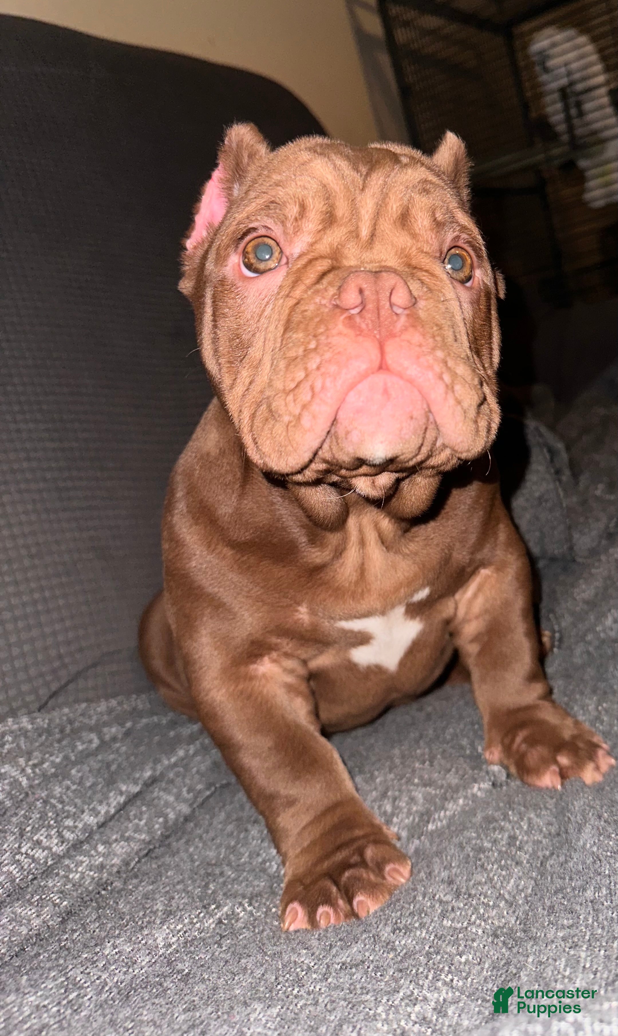 American Bully dogs Honey - Ad 13