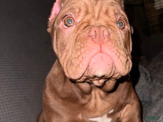 American Bully dogs Honey - Ad 13