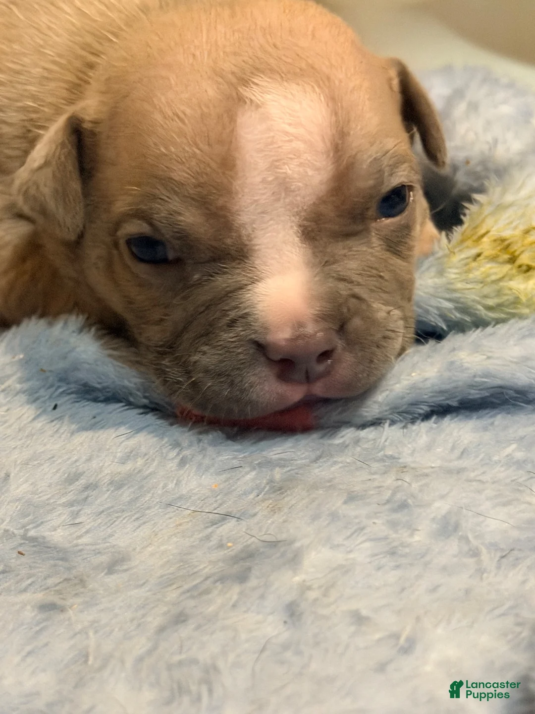 American Bully dogs for sale: Fawn female 2 - Ad 2
