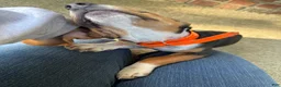 Beagle dogs for sale: Rumi - Ad 6
