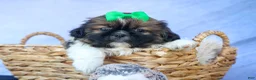 Shih Tzu dogs for sale: RUSTY - Ad 12