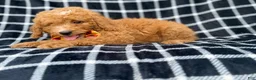 Mini Goldendoodle dogs for sale: Lenny - Ad 6
