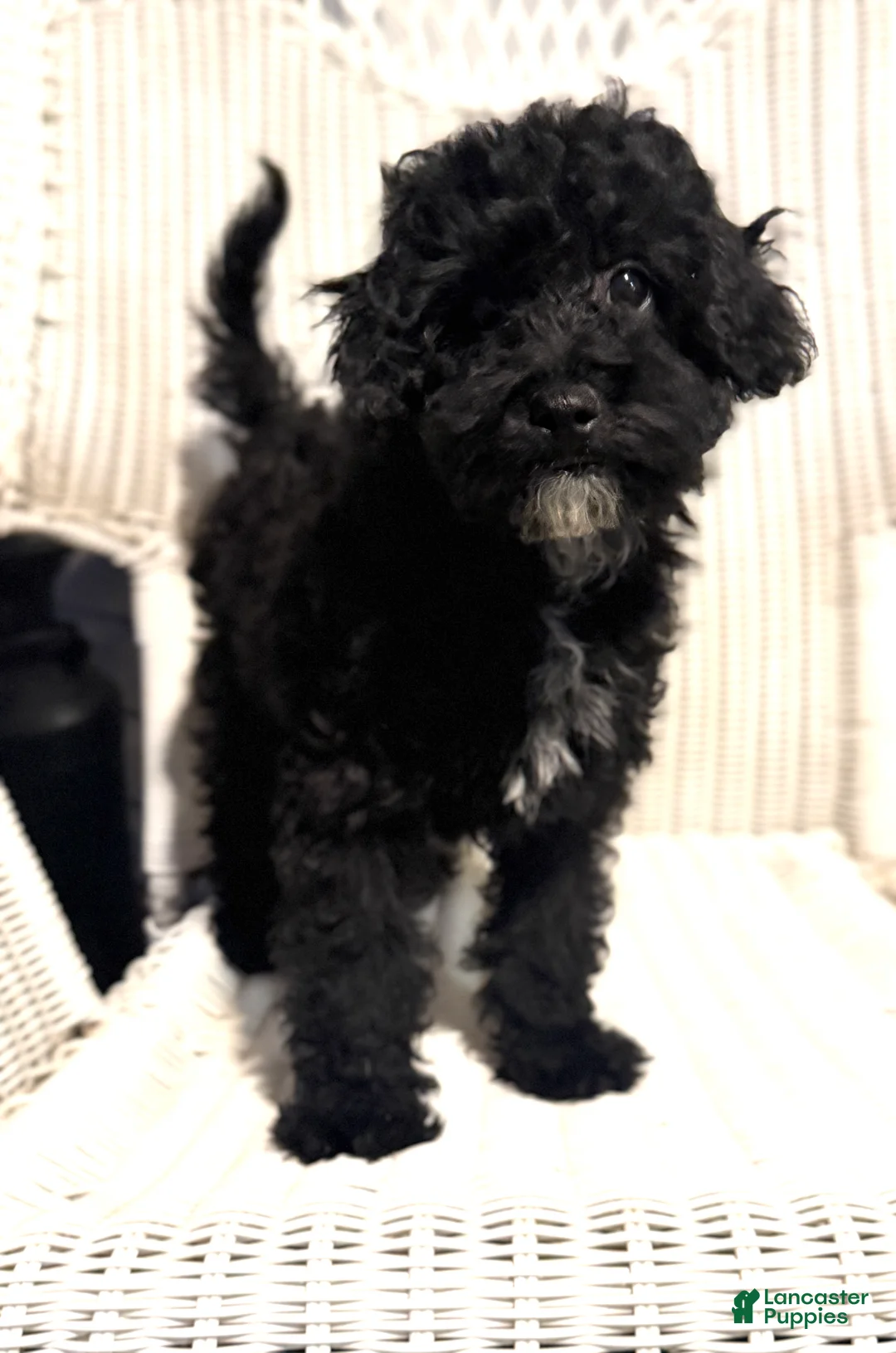 Maltipoo dogs for sale: Nancy - Ad 2