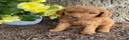 Mini Goldendoodle dogs for sale: Ella- mini/petite - Ad 1