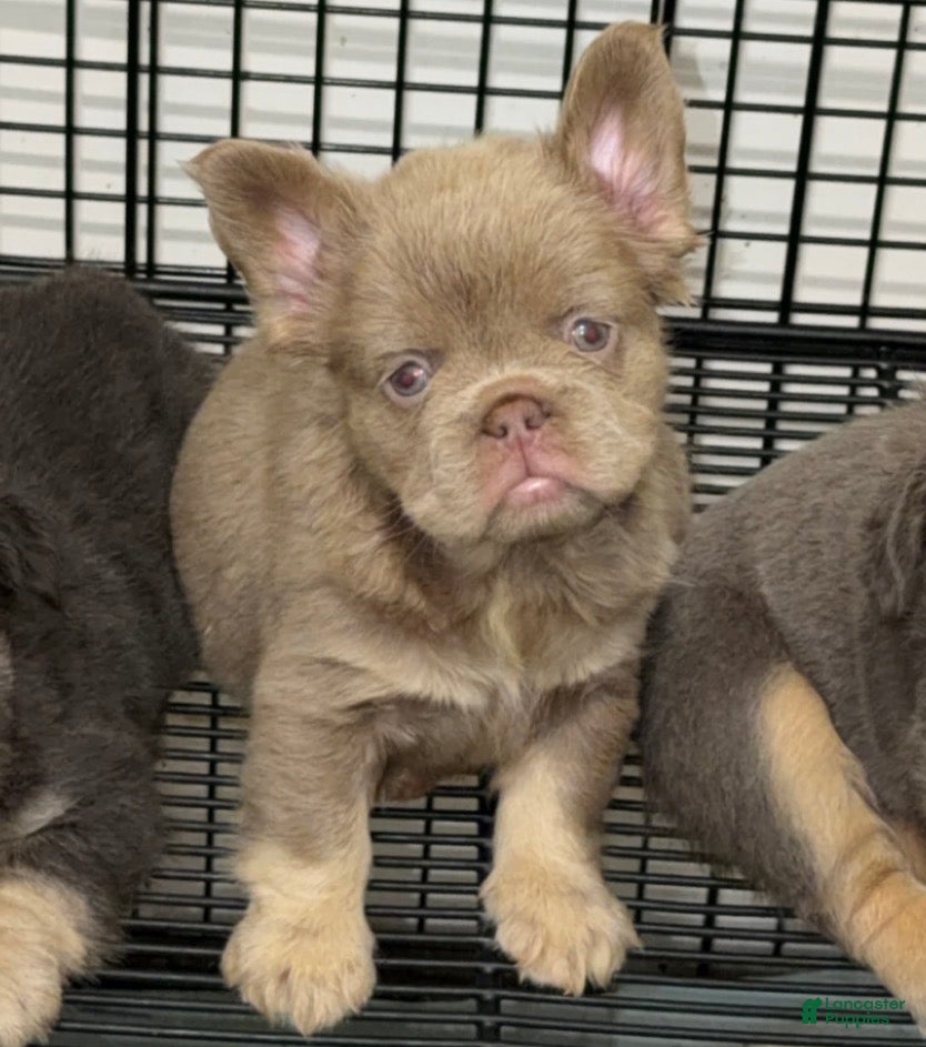 French Bulldog dogs Pineapple  - Ad 2