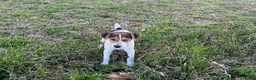 Jack Russell Terrier dogs for sale: Jack Russell Terrier Boy 1 - Ad 6