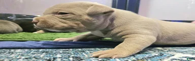 American Bully - Bongo 